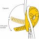 Спусковое устройство Petzl Descender I 'D S 